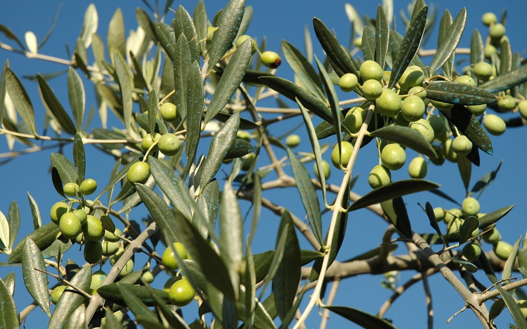 Olio extra vergine d’oliva del Ronco